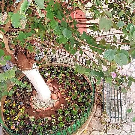 Lilliput Corfu Old Town Corfu (city)